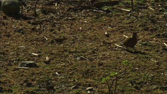 Zenaida Dove - ML439413