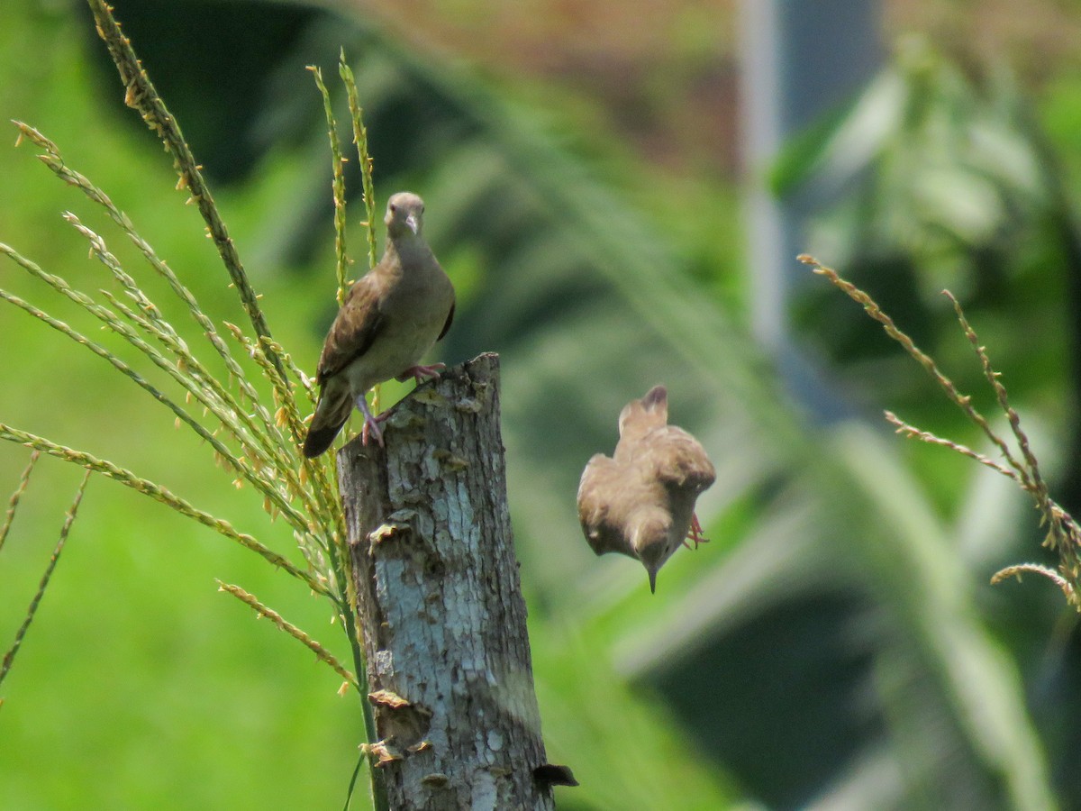 Ruddy Ground Dove - ML439414421