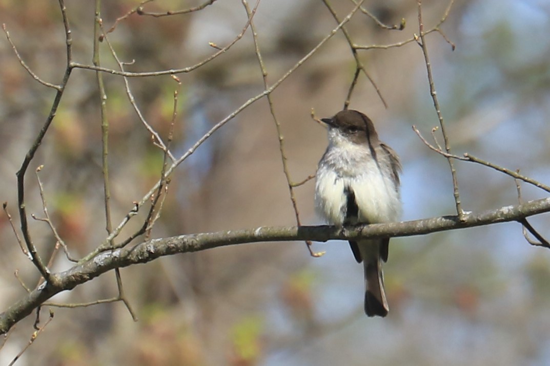 Eastern Phoebe - ML439415381