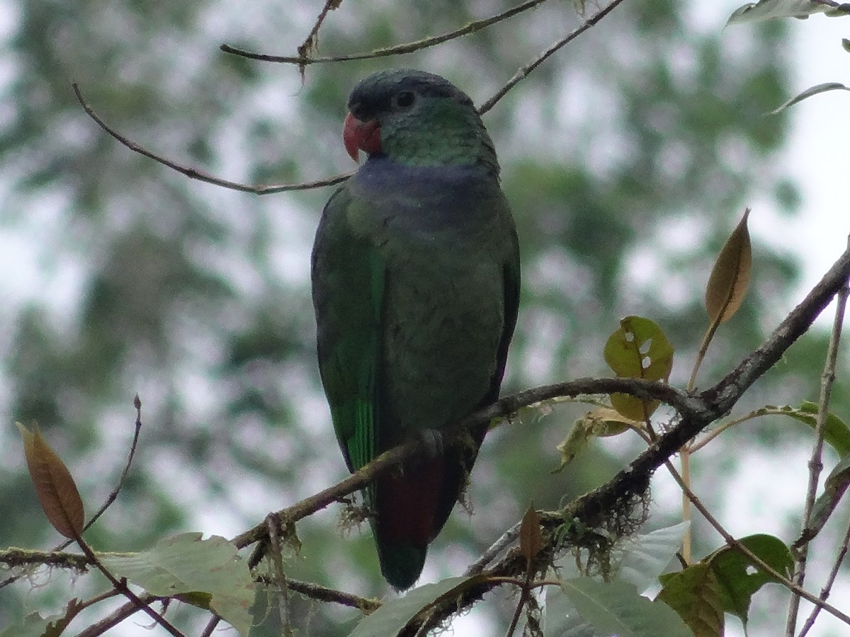 Папуга-червоногуз зеленоголовий - ML439415491