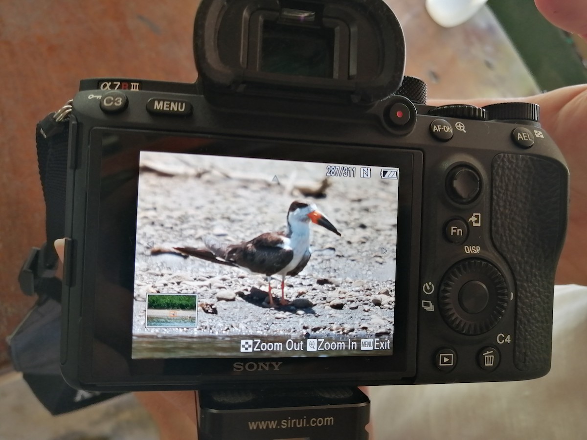 Black Skimmer - ML439415551