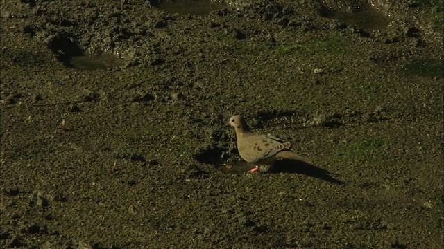 Zenaida Dove - ML439416