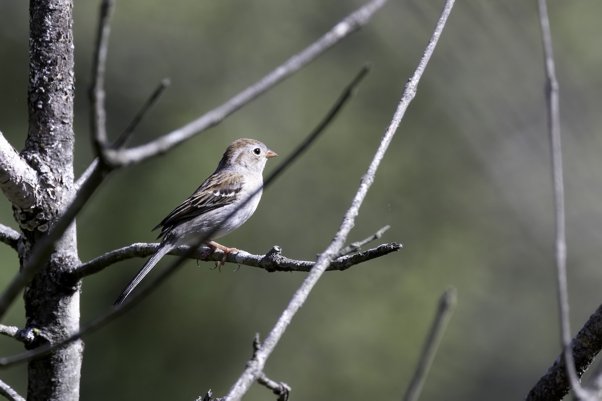 Field Sparrow - ML439416121