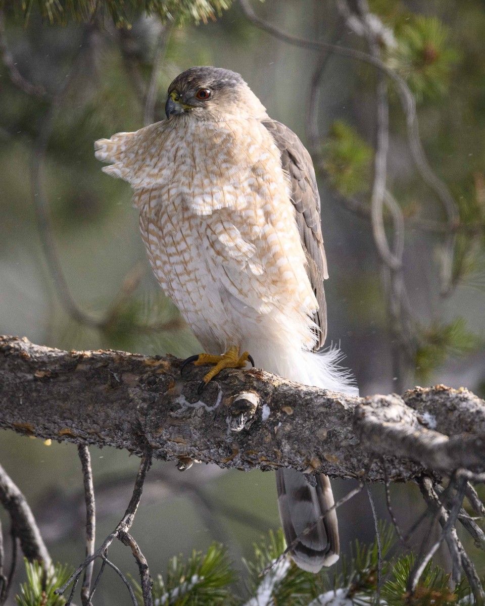 Cooper's Hawk - Cameron Carver