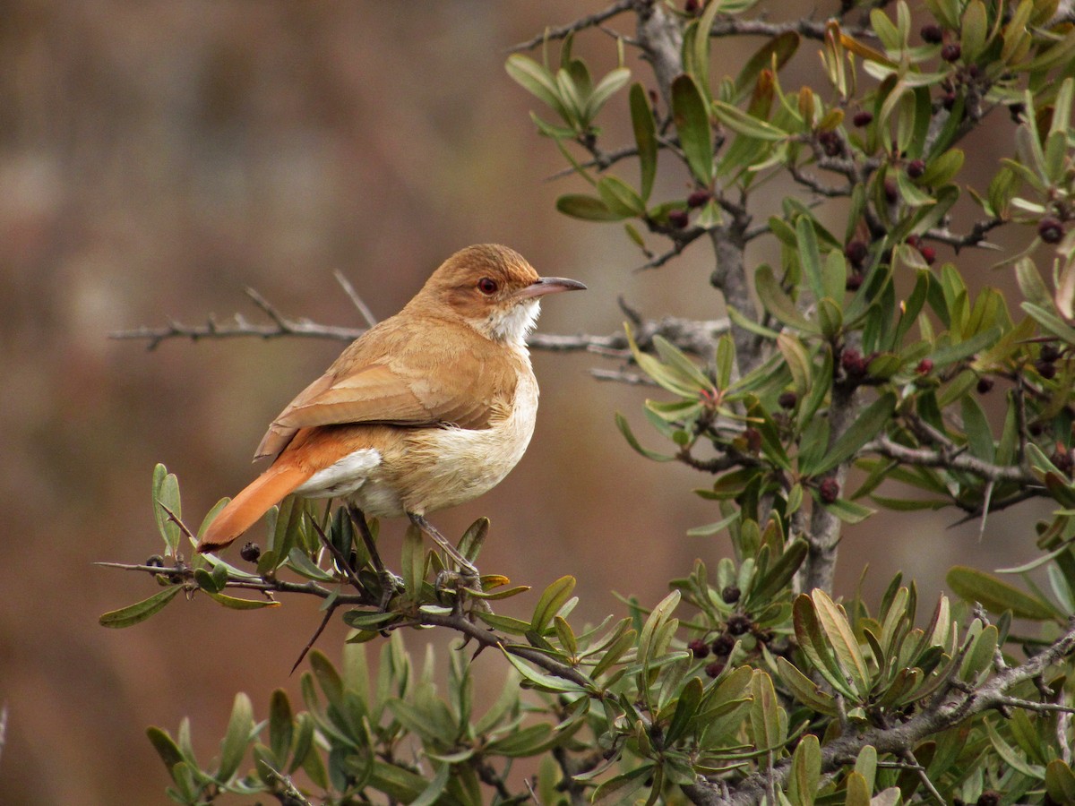 Rufous Hornero - ML439418451