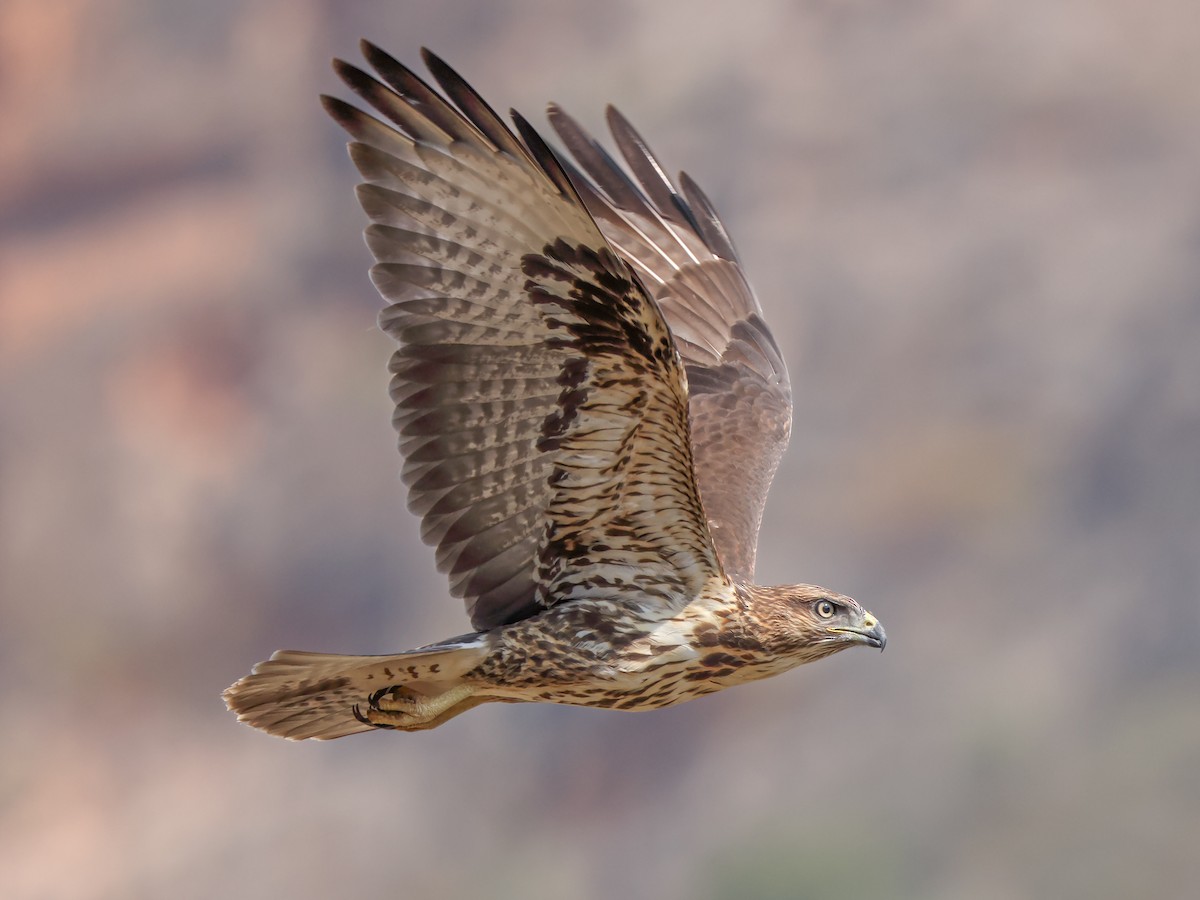 Socotra Buzzard