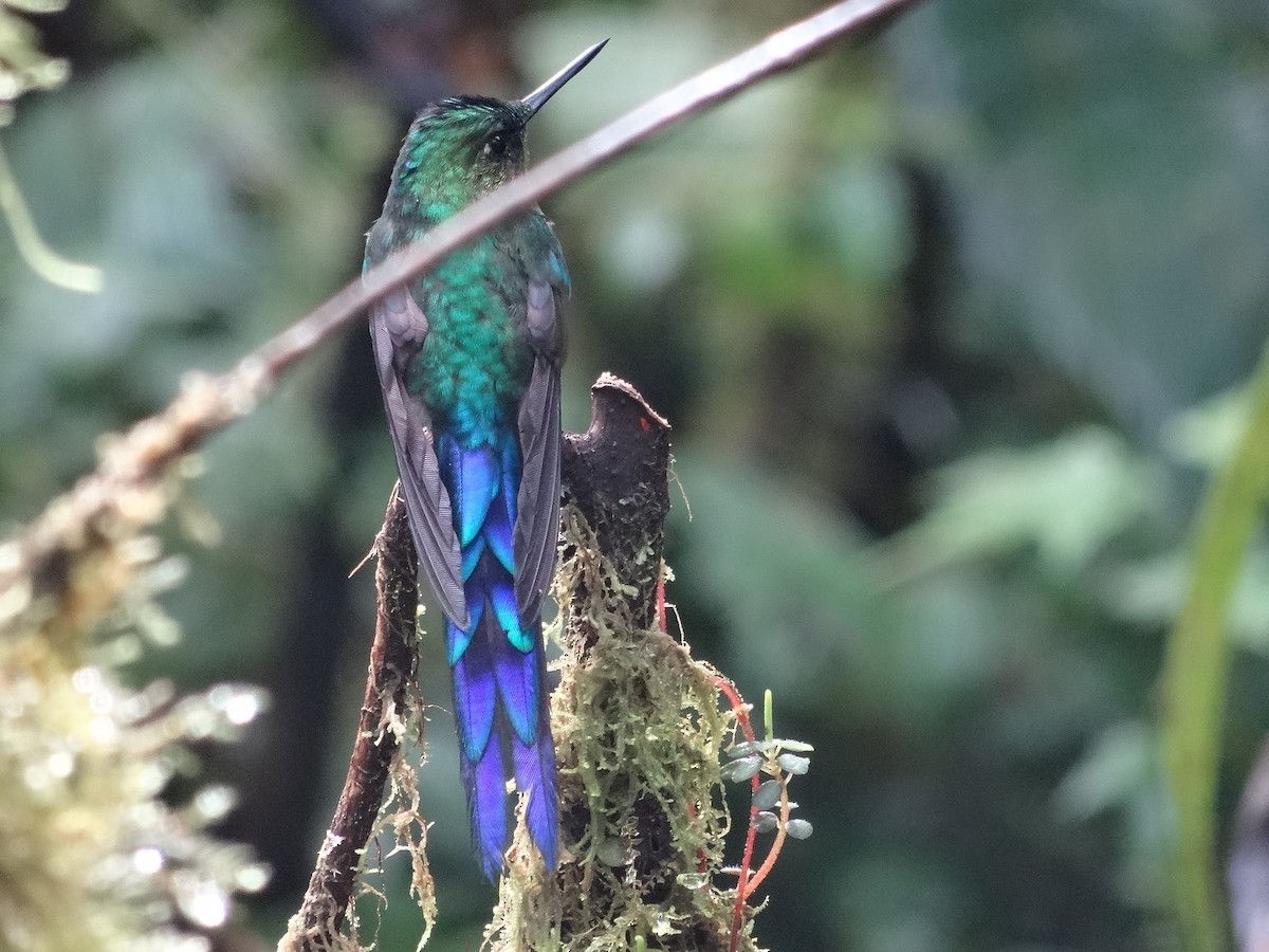 Violet-tailed Sylph - ML439419341