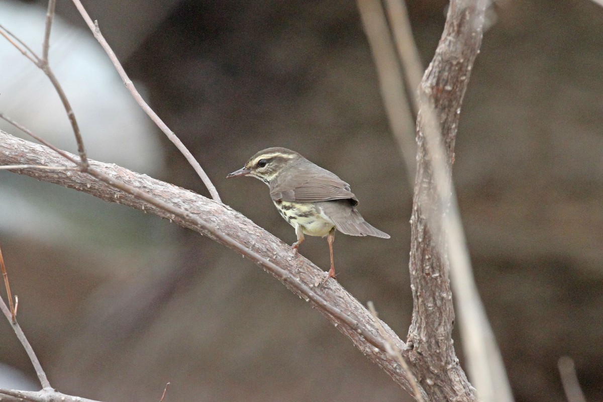 Northern Waterthrush - ML439419411