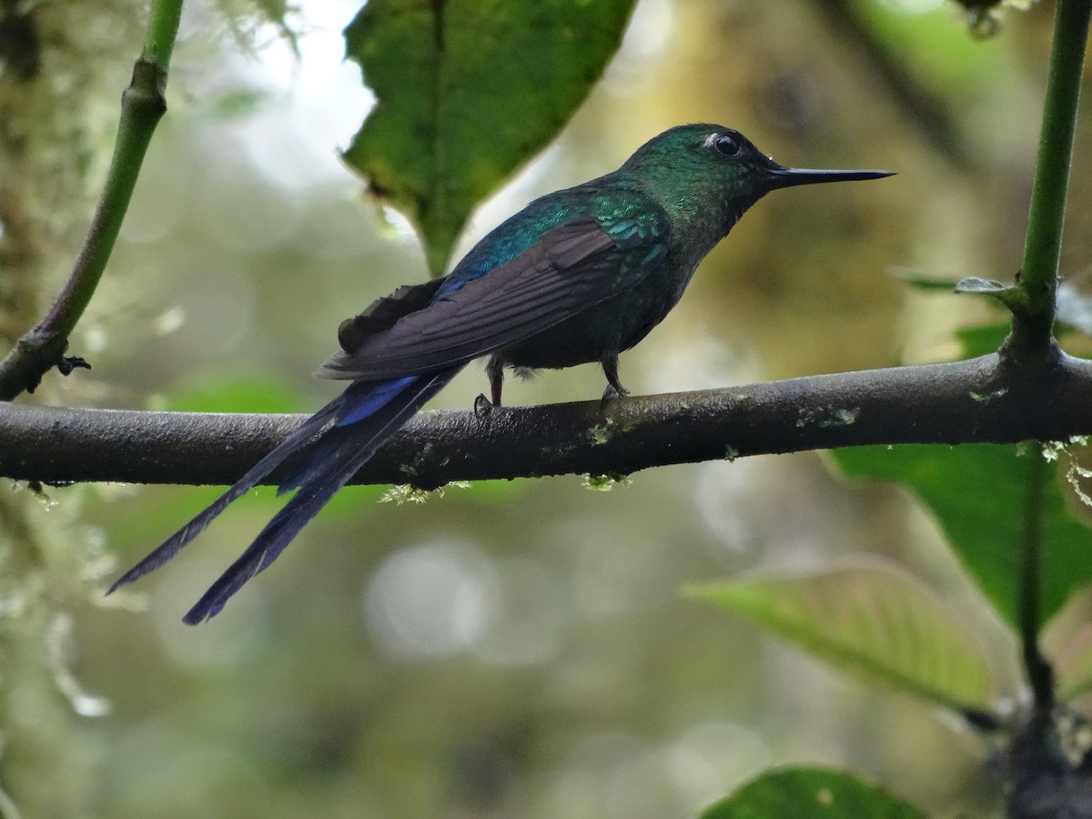 Violet-tailed Sylph - ML439419591