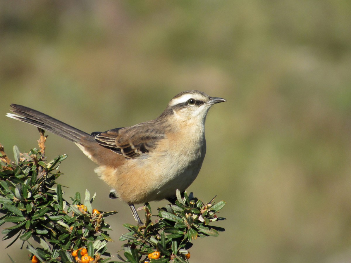 Chalk-browed Mockingbird - ML439420871