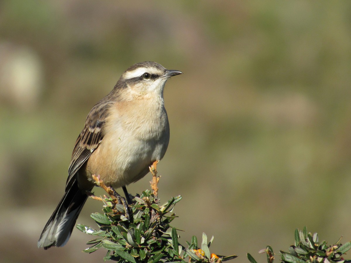 Chalk-browed Mockingbird - ML439420901