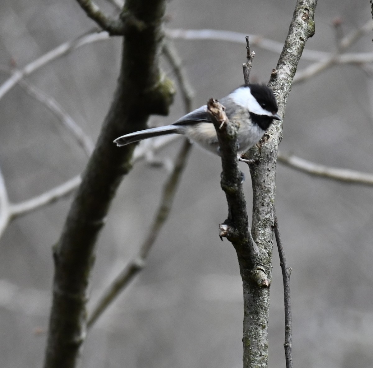 Mésange à tête noire - ML439421591