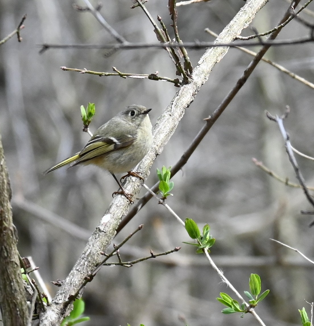 Ruby-crowned Kinglet - Robert Perez