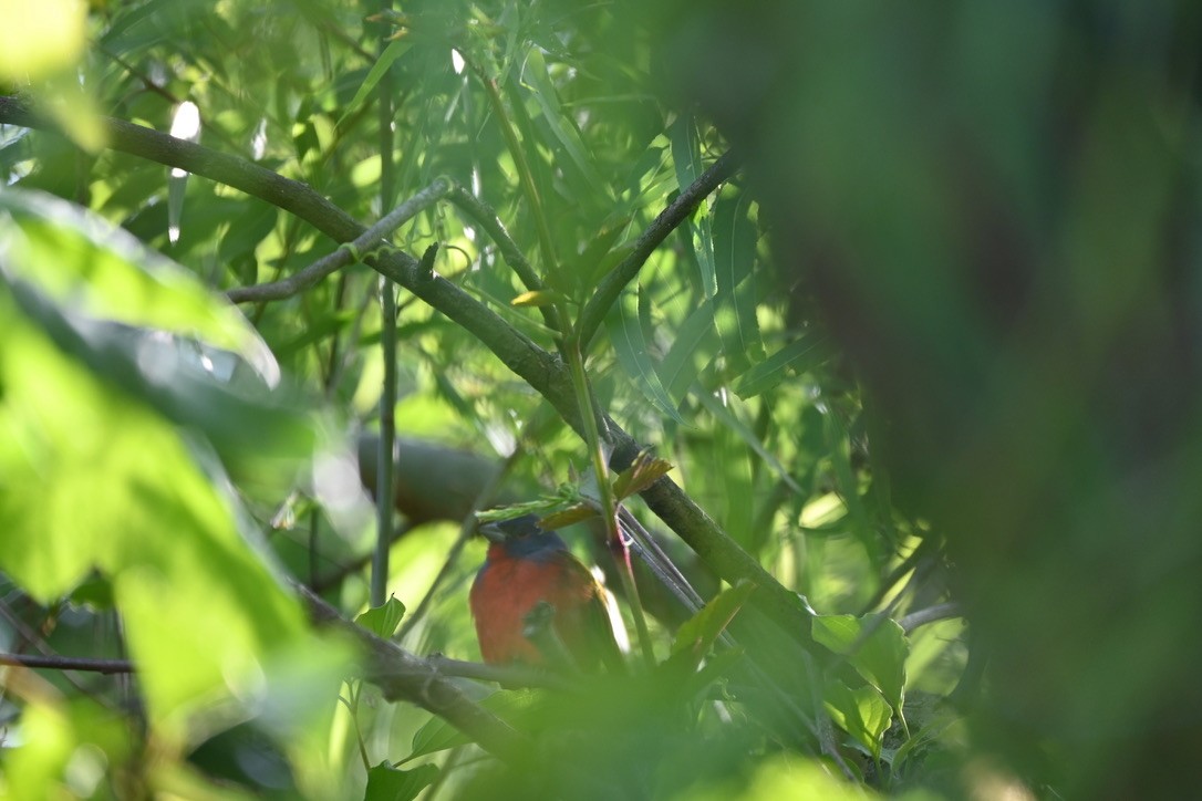 Painted Bunting - ML439422541