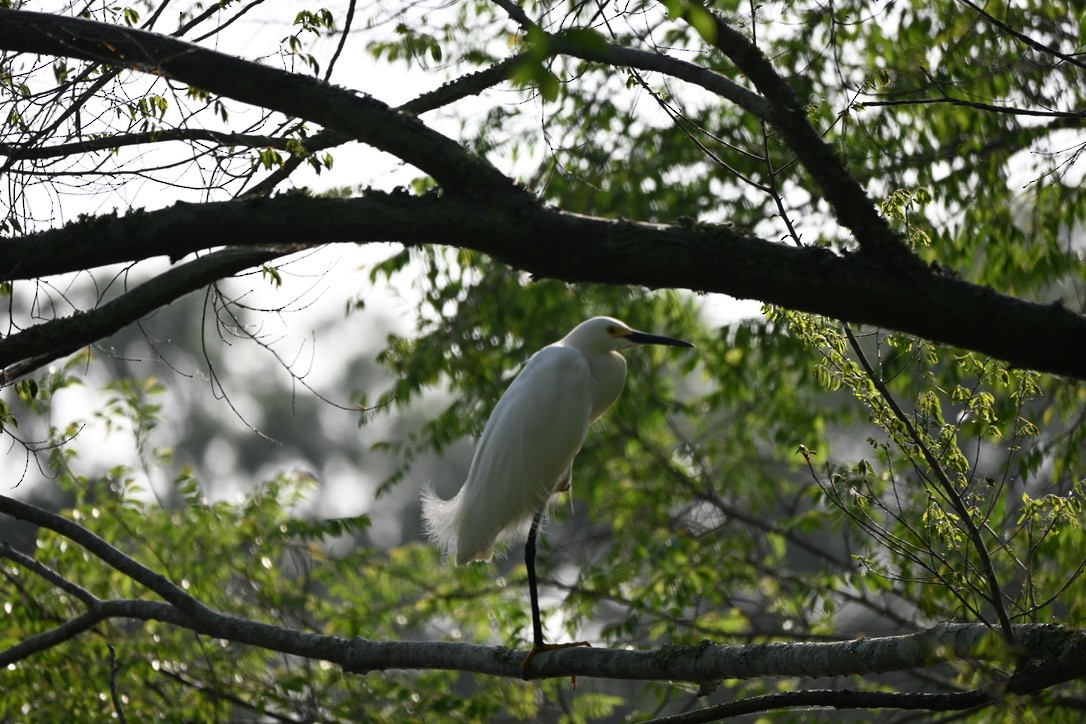 Snowy Egret - ML439423831