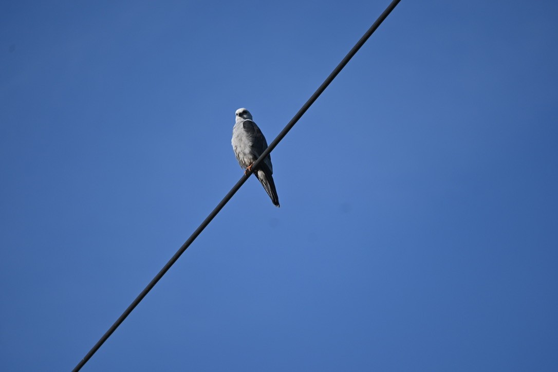 Mississippi Kite - ML439424051