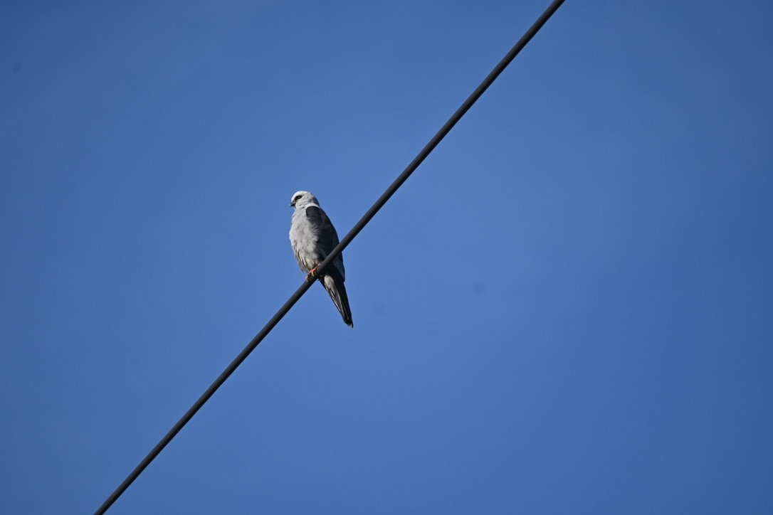 Mississippi Kite - ML439424111