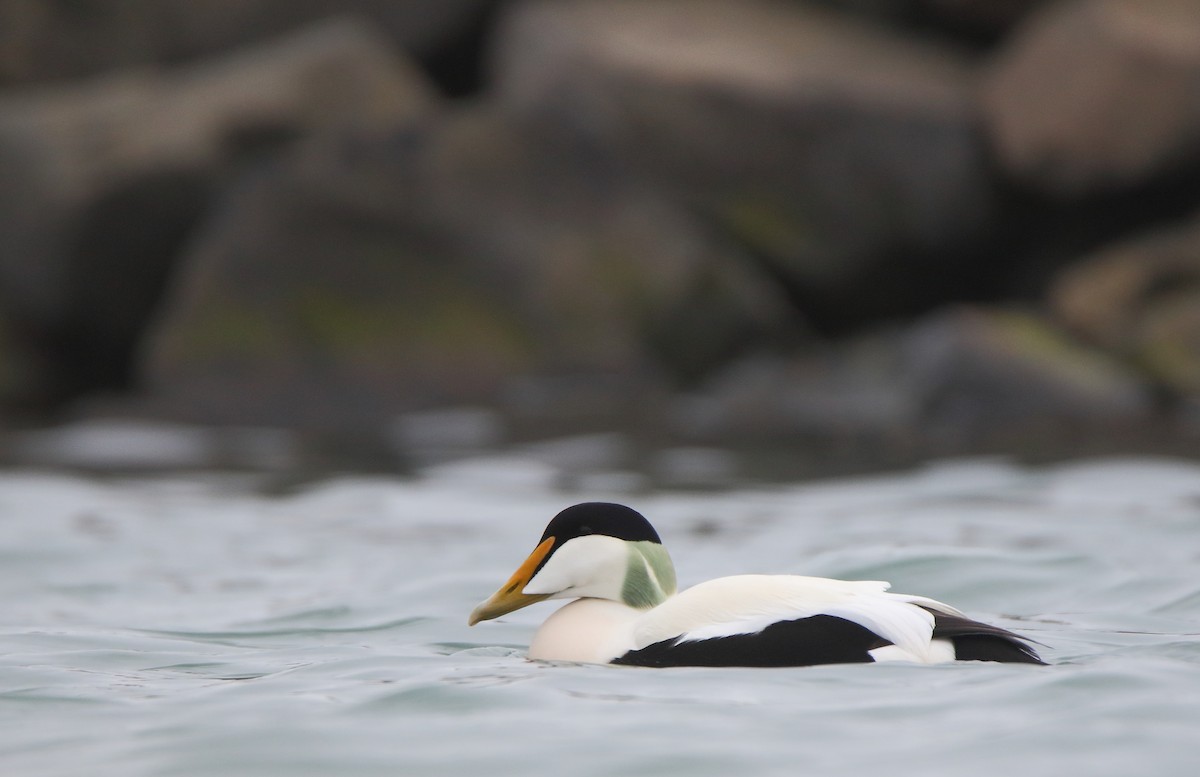 Common Eider - Thanasis Tsafonis