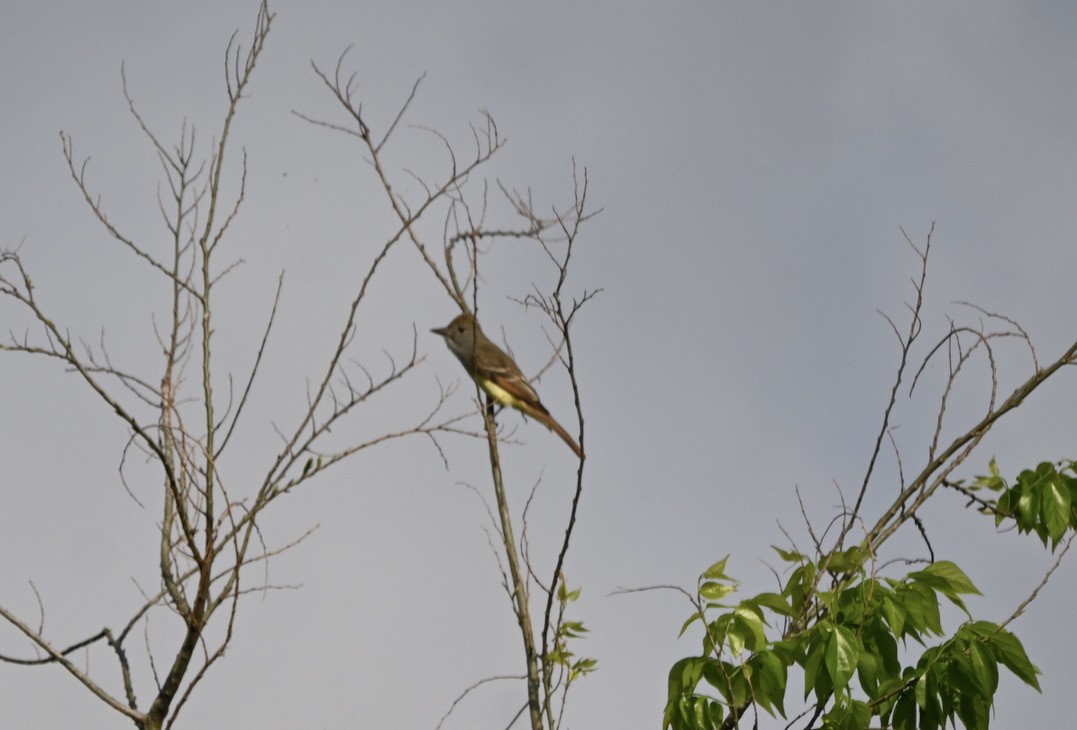 Great Crested Flycatcher - ML439424841