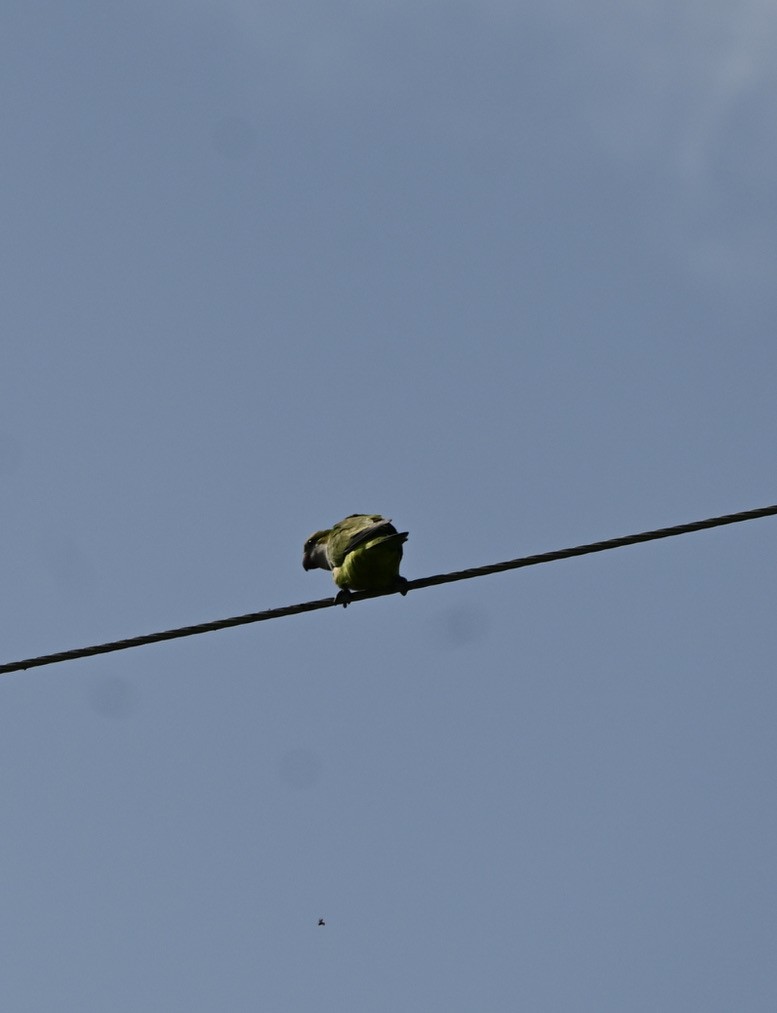 Monk Parakeet - ML439425731