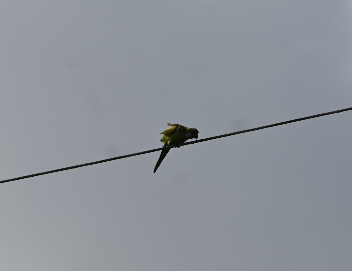 Monk Parakeet - ML439426091