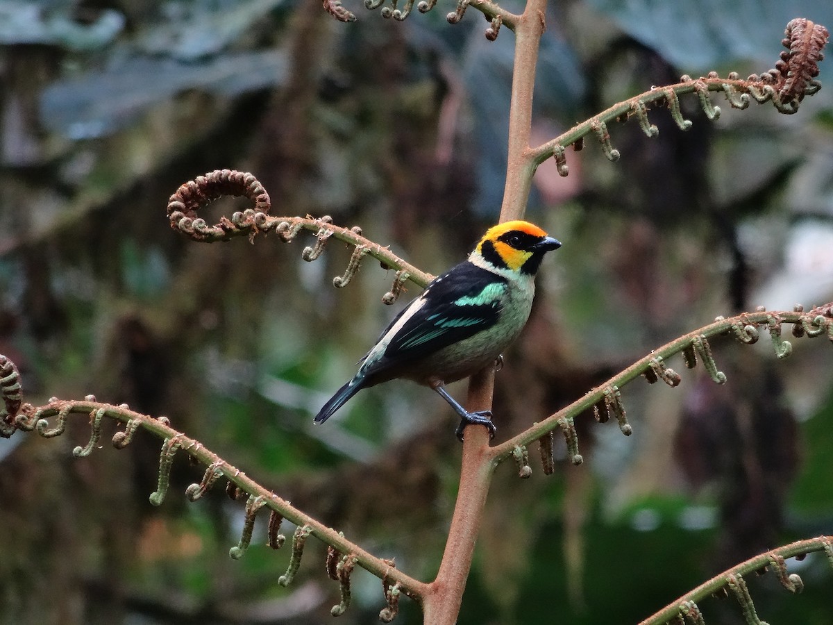 Flame-faced Tanager - ML439426311