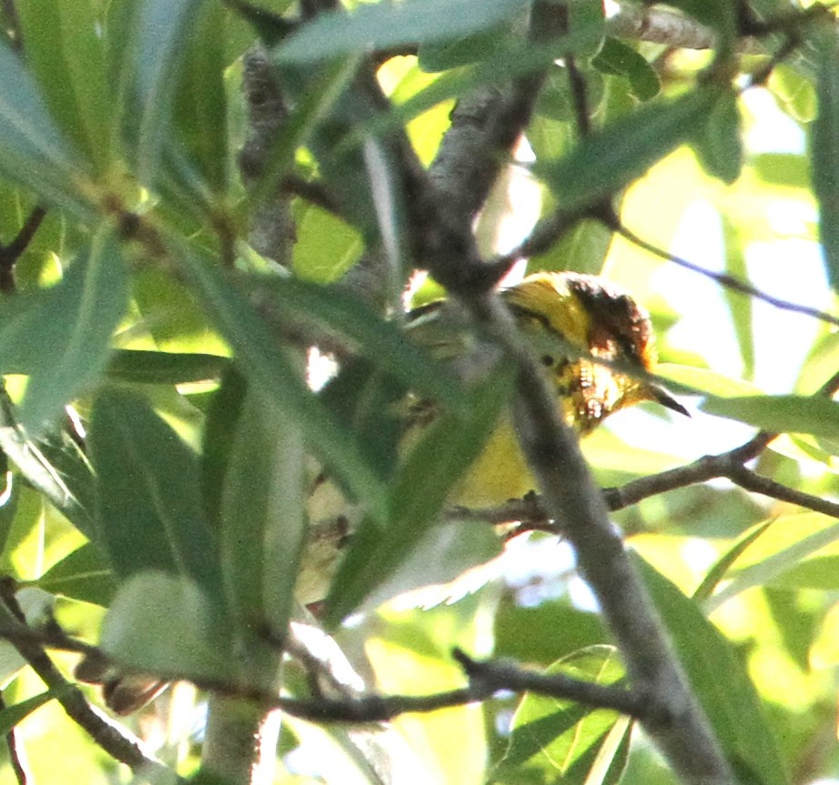 Cape May Warbler - ML439426321