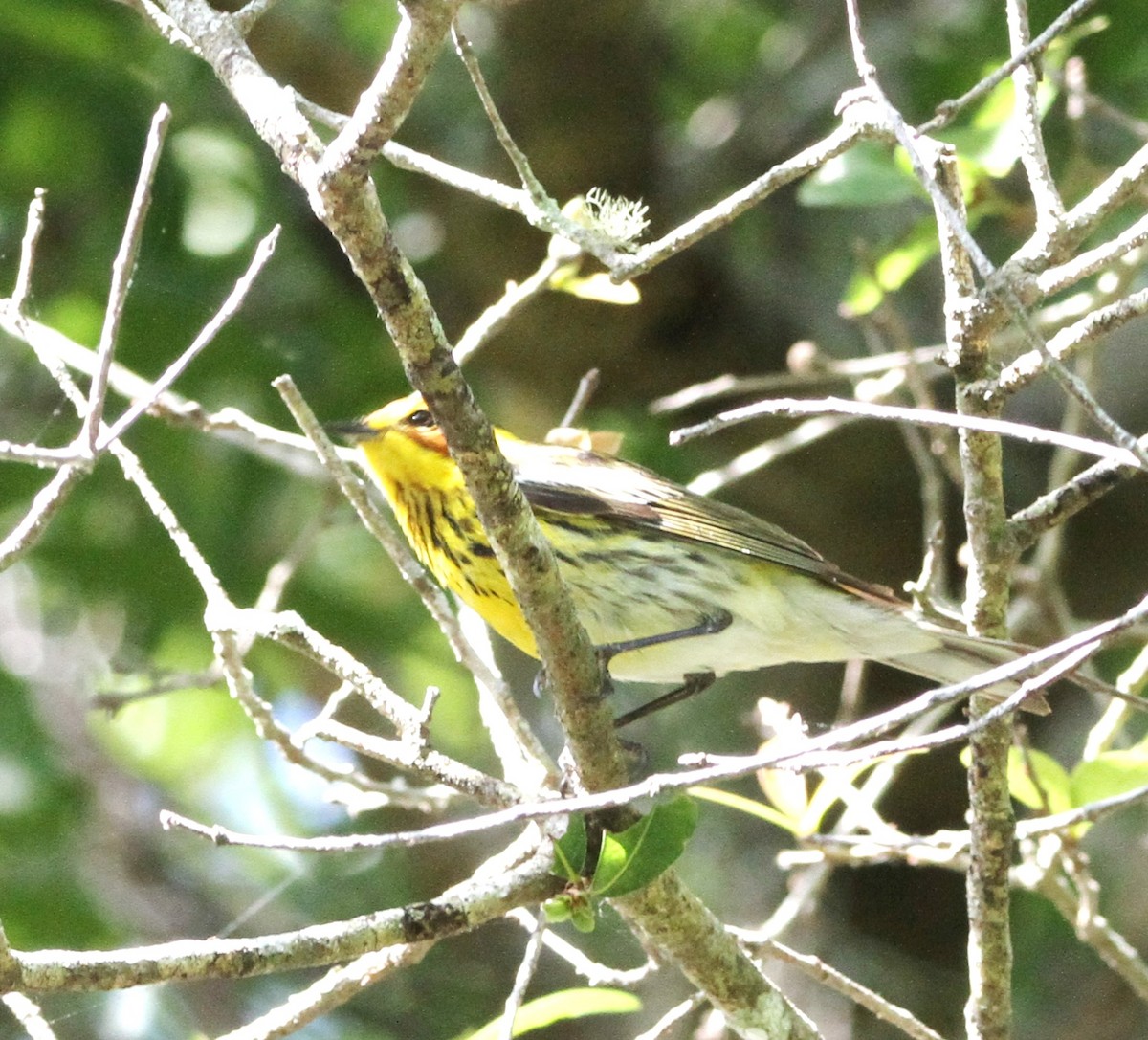 Cape May Warbler - ML439426331