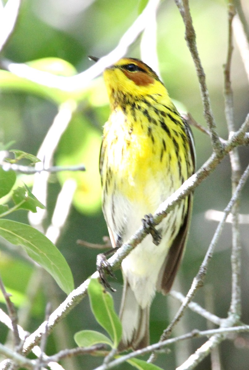 Cape May Warbler - ML439426361