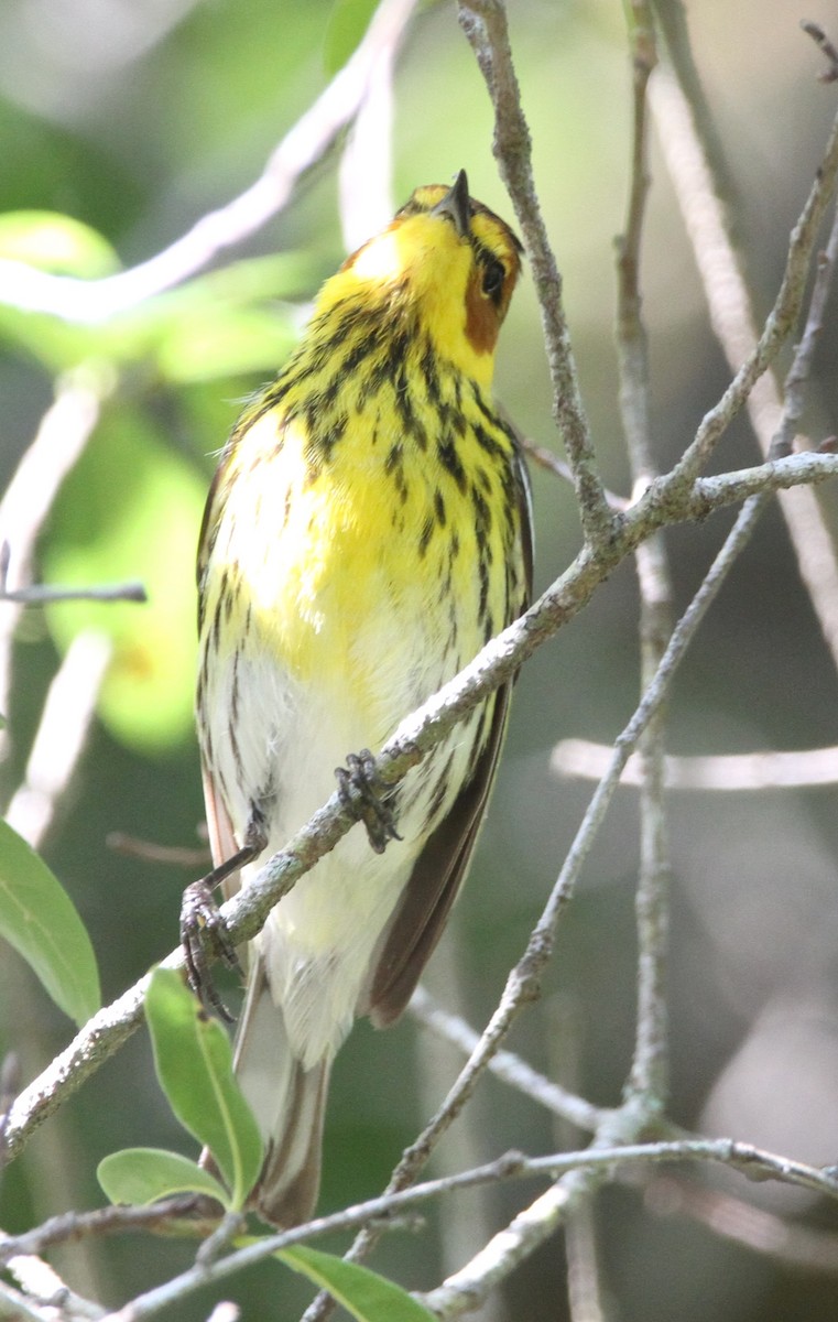 Cape May Warbler - ML439426371
