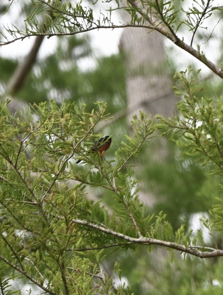 Orchard Oriole - ML439427491