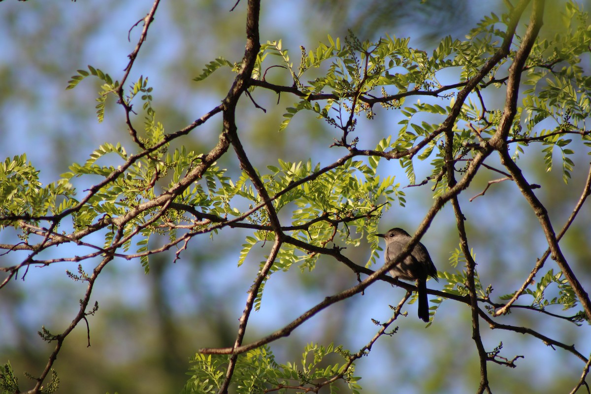 Gray Catbird - ML439428011