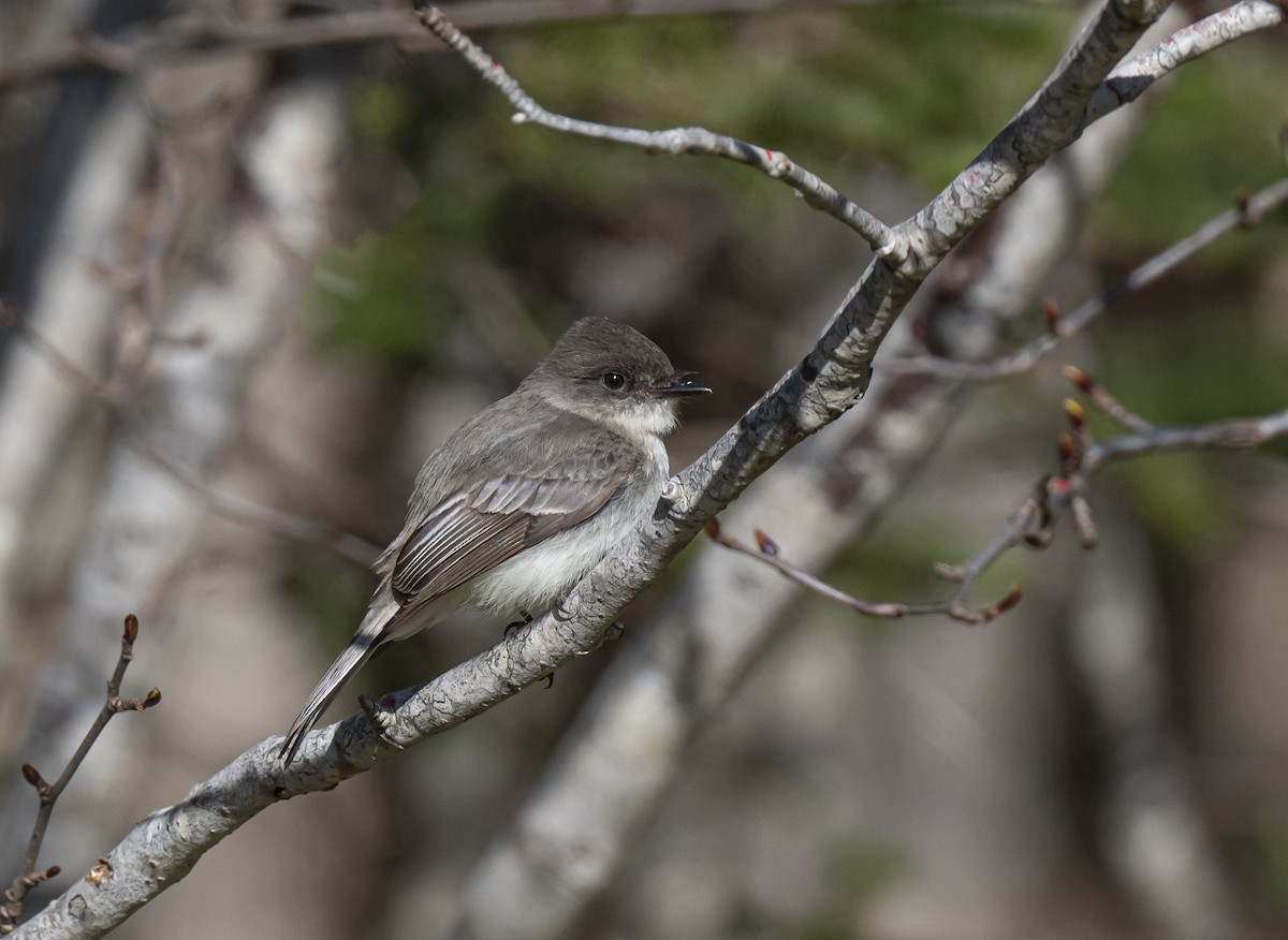 Eastern Phoebe - ML439429141