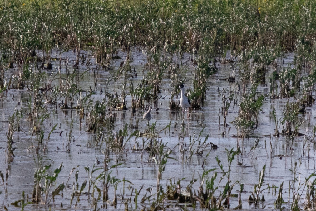 Black-necked Stilt - ML439429181