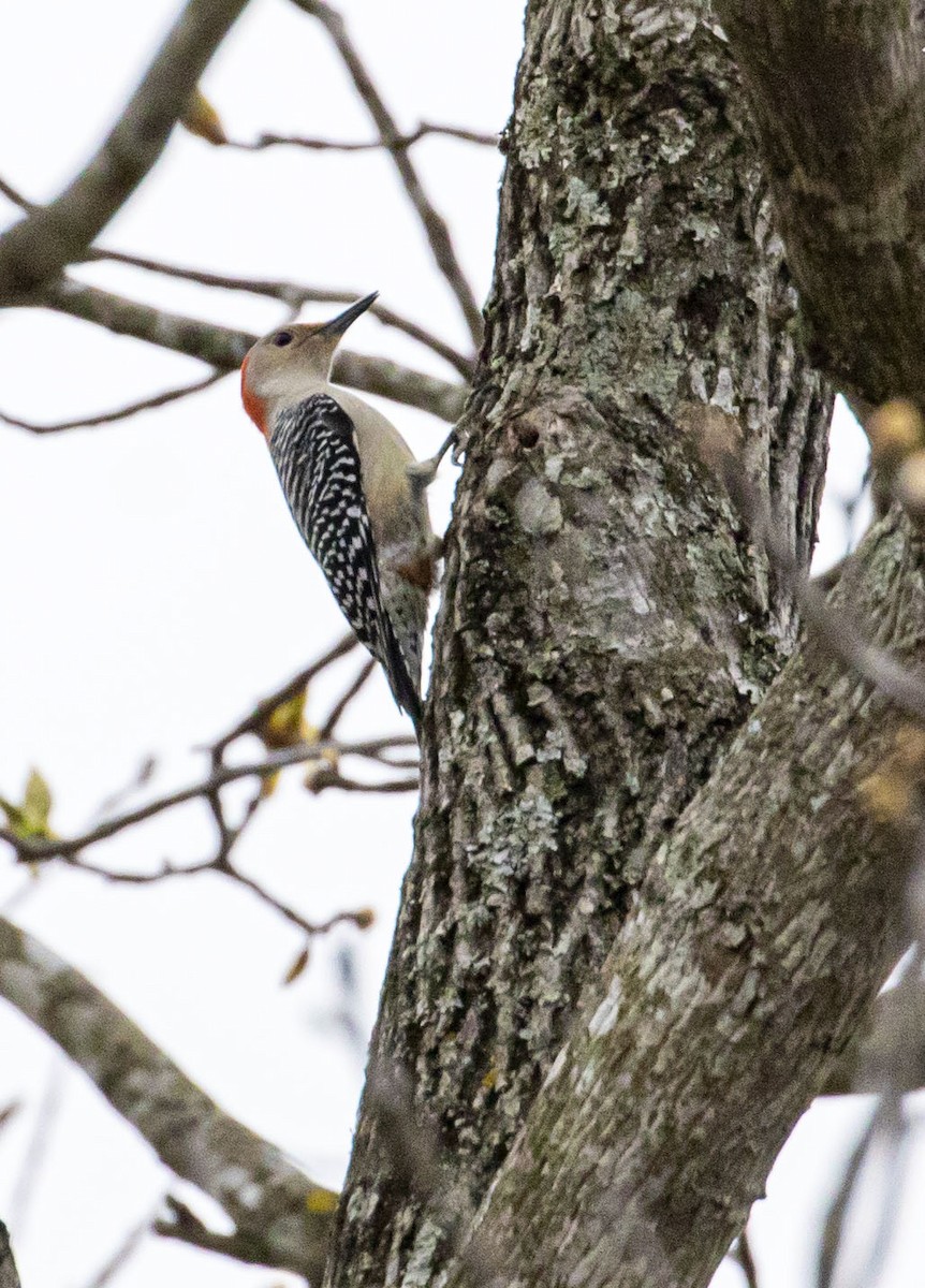 Red-bellied Woodpecker - ML439430061