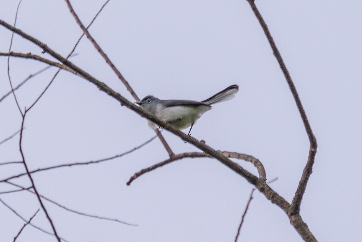 Blue-gray Gnatcatcher - ML439431391