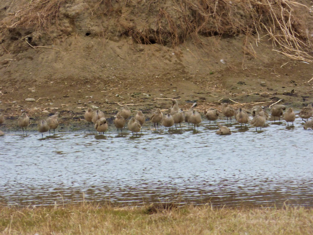 Marbled Godwit - ML439432641