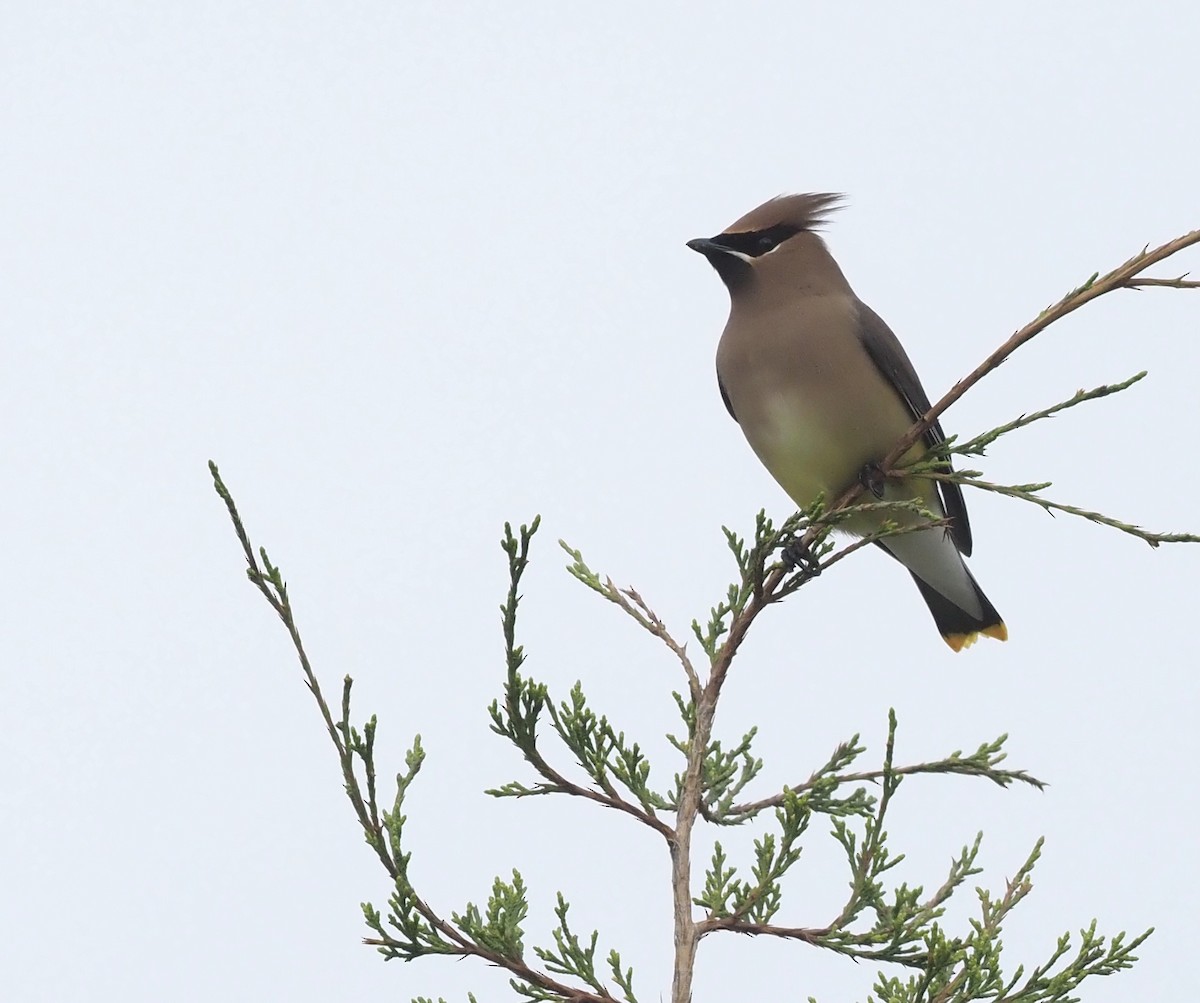 Cedar Waxwing - ML439433001