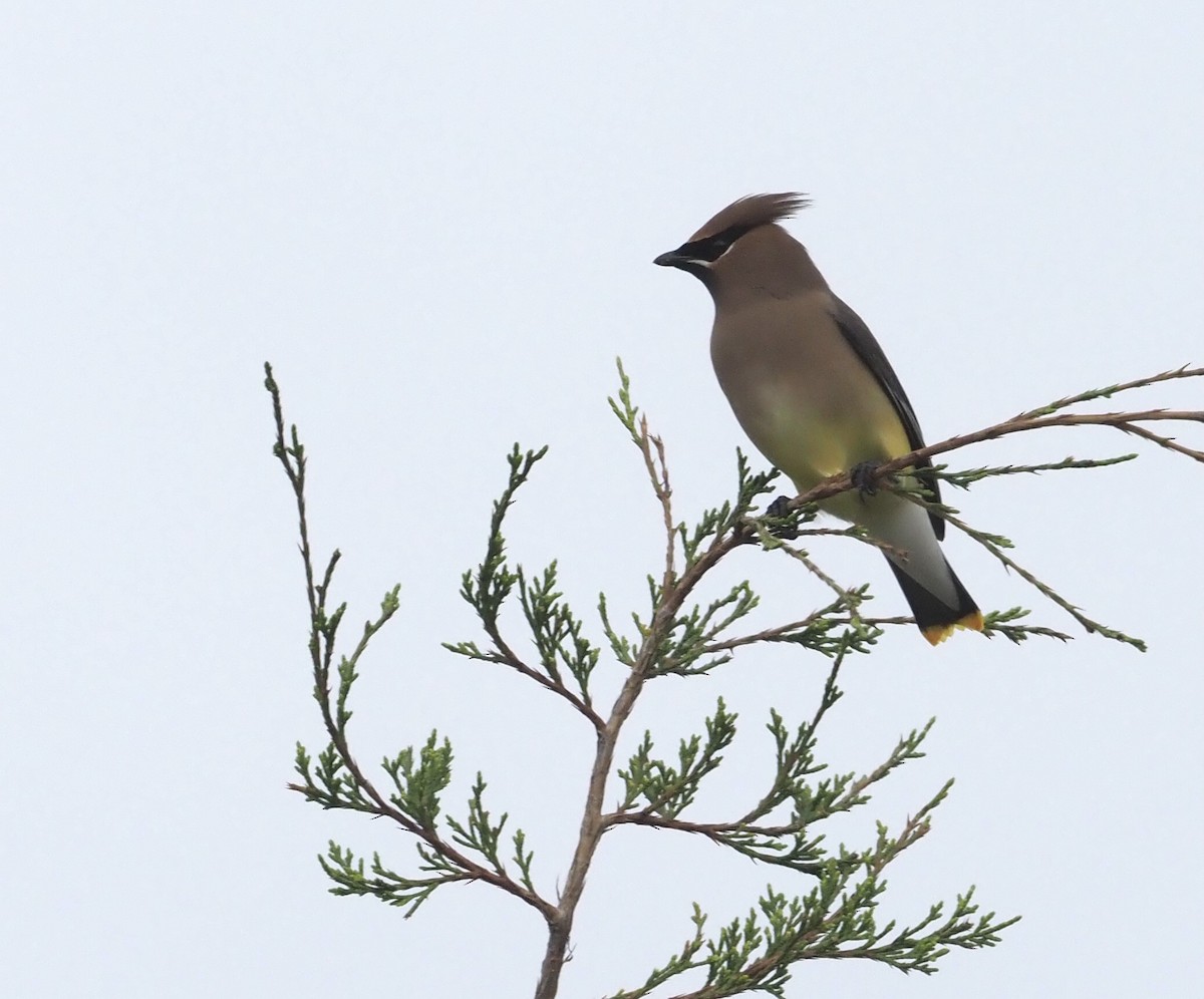 Cedar Waxwing - ML439433141