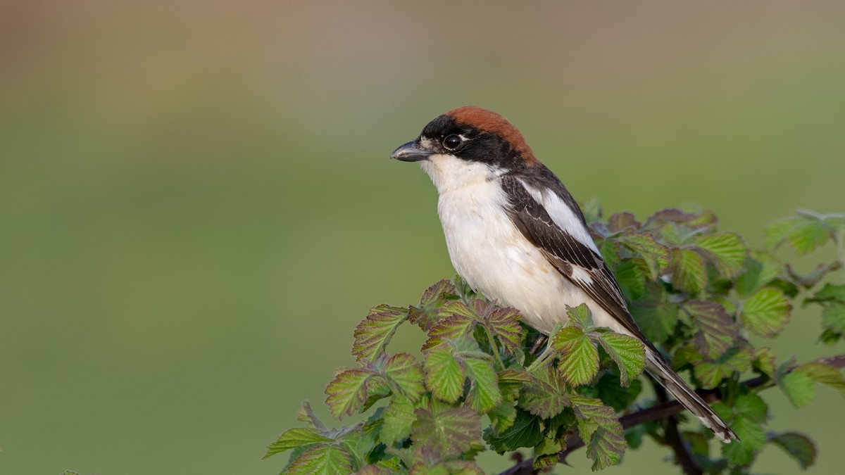 Woodchat Shrike - ML439435541