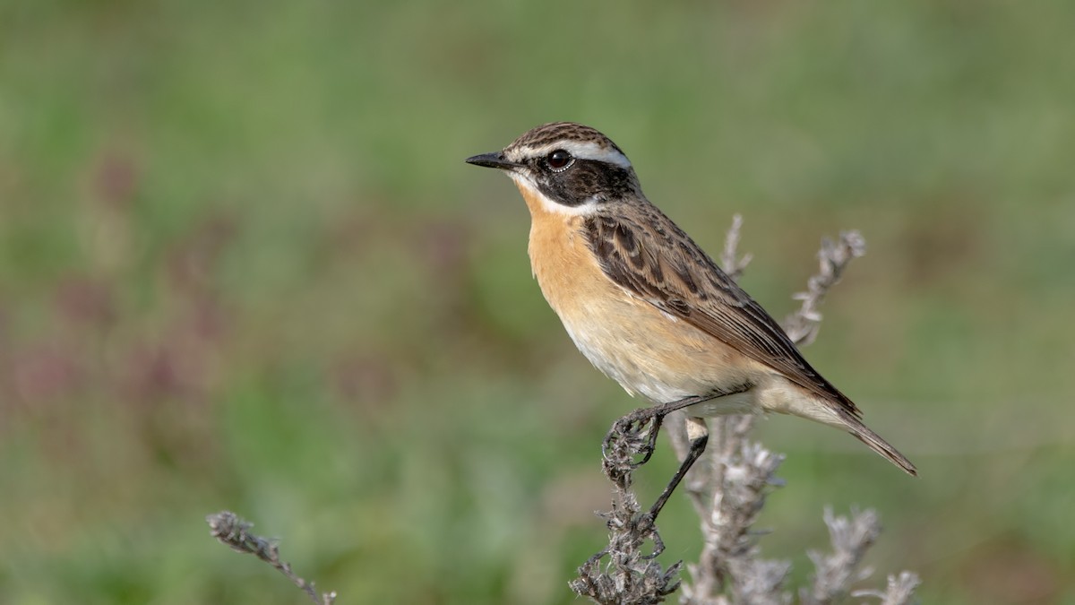 Whinchat - Arda Dönerkayalı