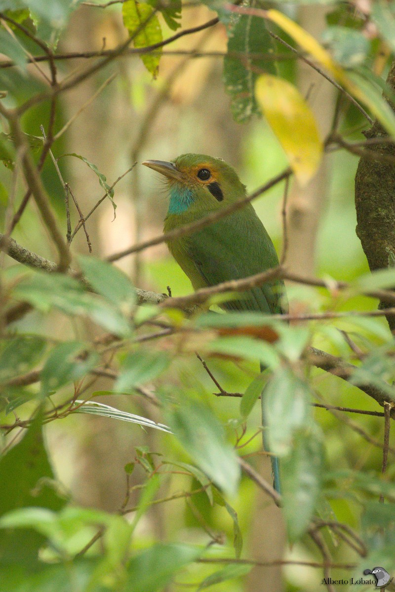 Blue-throated Motmot - Alberto Lobato (El Chivizcoyo)