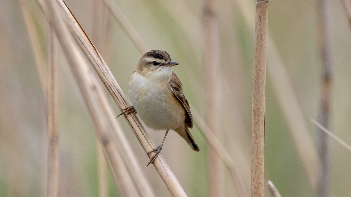 Sedge Warbler - ML439437761