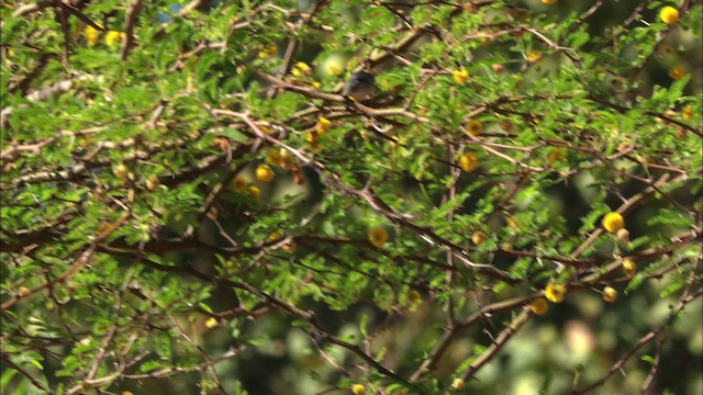 Cuban Gnatcatcher - ML439439