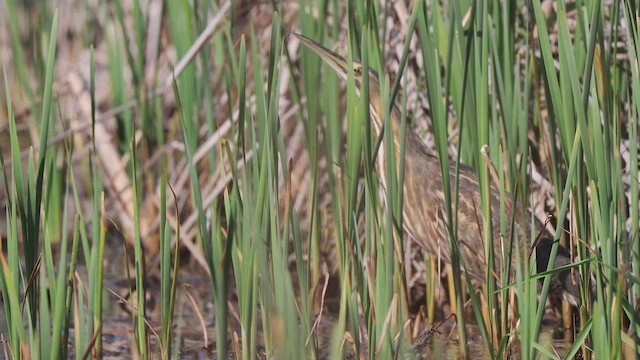 American Bittern - ML439439221