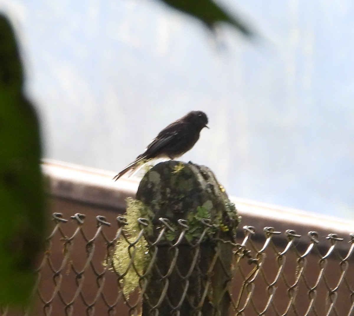 Black Phoebe - Albeiro Erazo Farfán