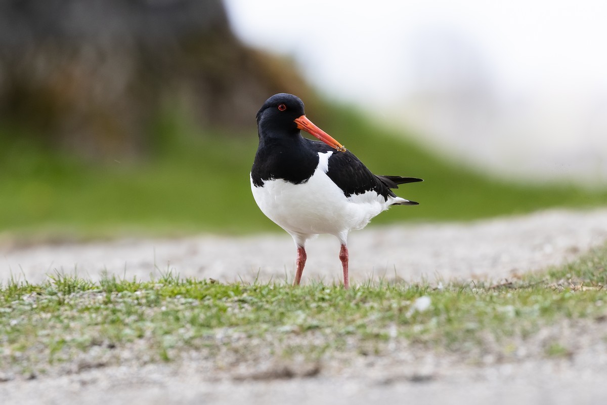 Eurasian Oystercatcher - ML439439391