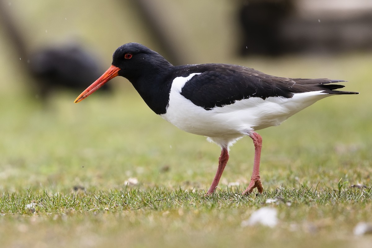 Eurasian Oystercatcher - ML439439431
