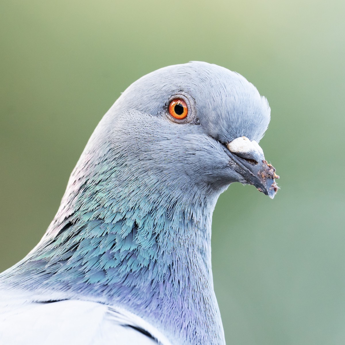 Rock Pigeon - ML439439641