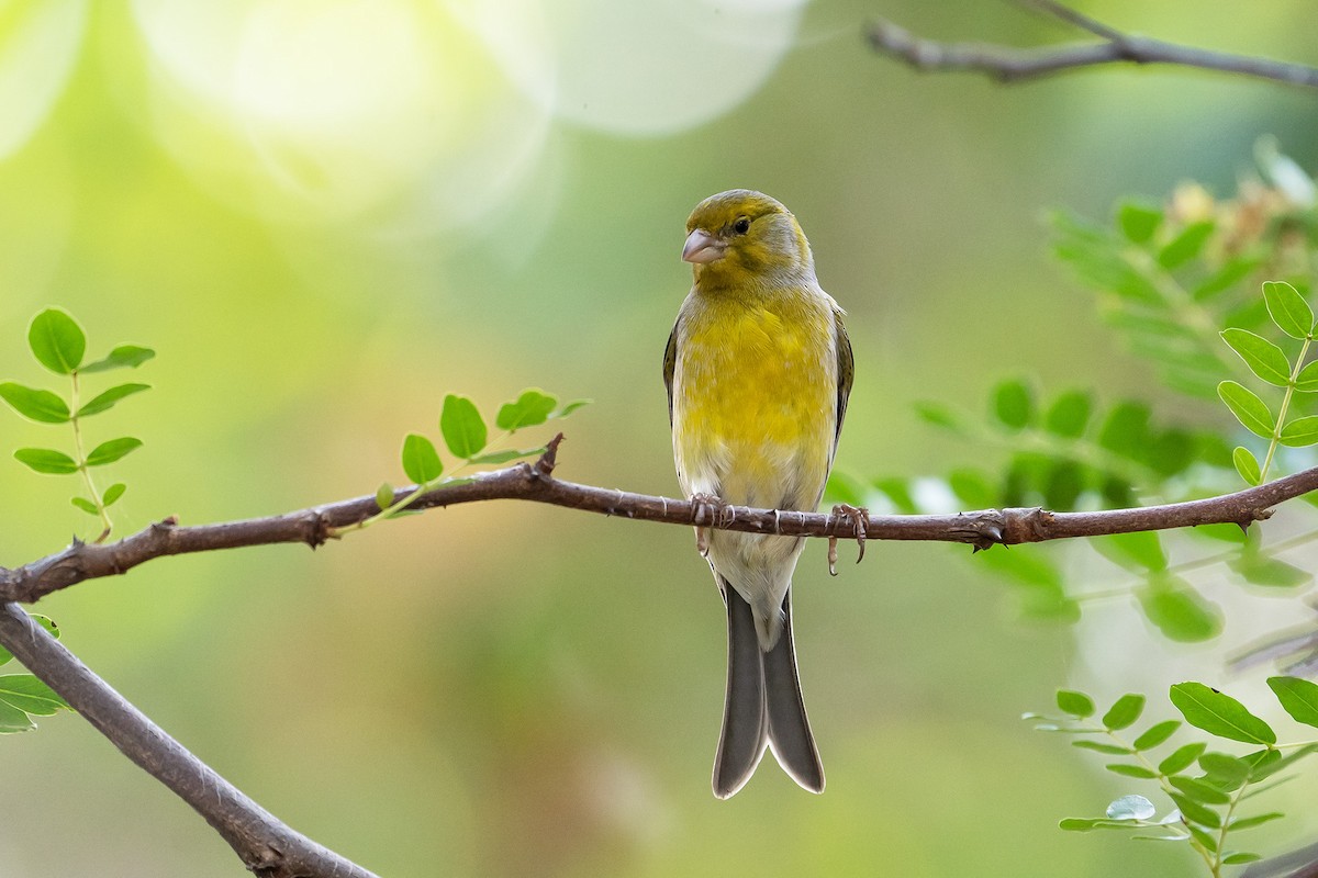 Island Canary - ML439439751